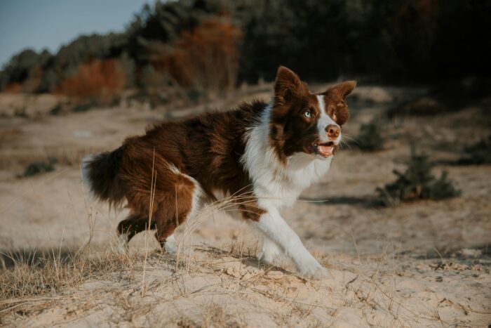 border collie