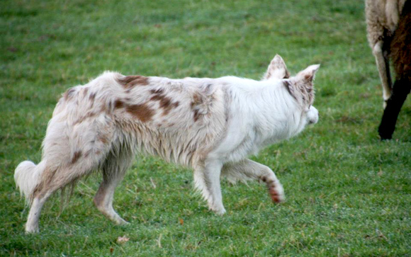 Bordercollie: alles wat je moet weten over dit slimme en energieke hondenras