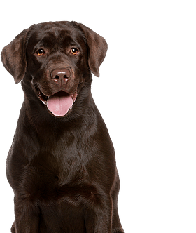 Bruine labrador: karakter, verzorging en opvoeding van deze lieve gezinshond