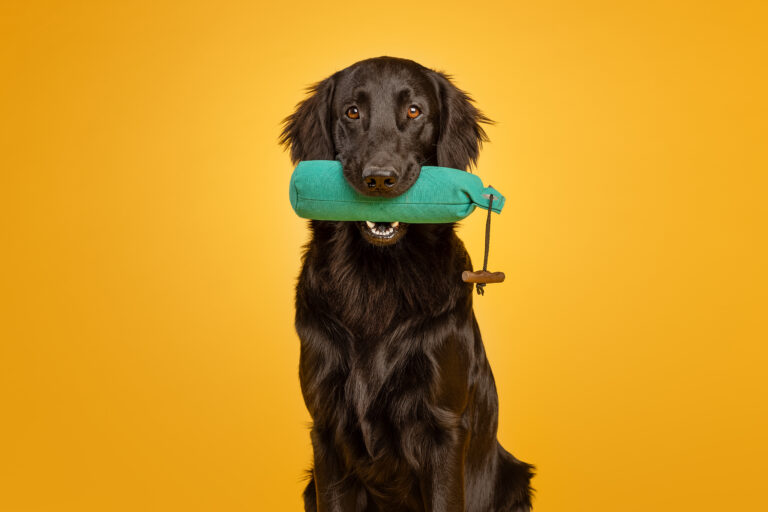 Flatcoated Retriever: een vrolijke en energieke gezinshond