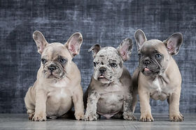 franse bulldog