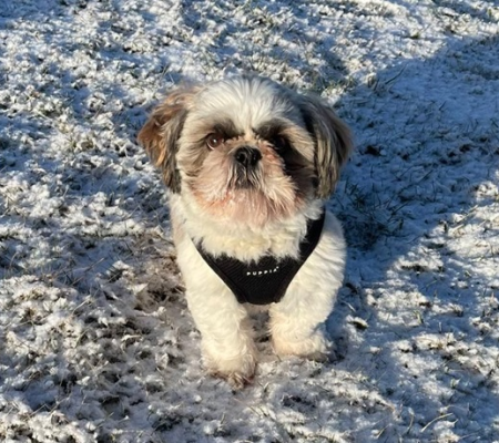 herplaatsing honden