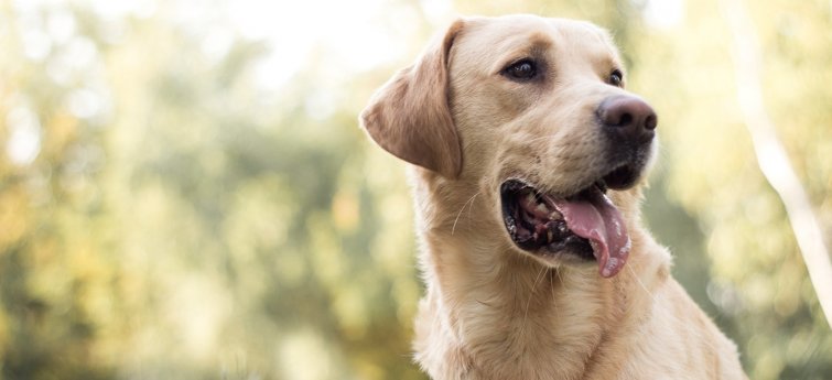 Labrador pup: zo geef je je nieuwe huisgenoot de beste start