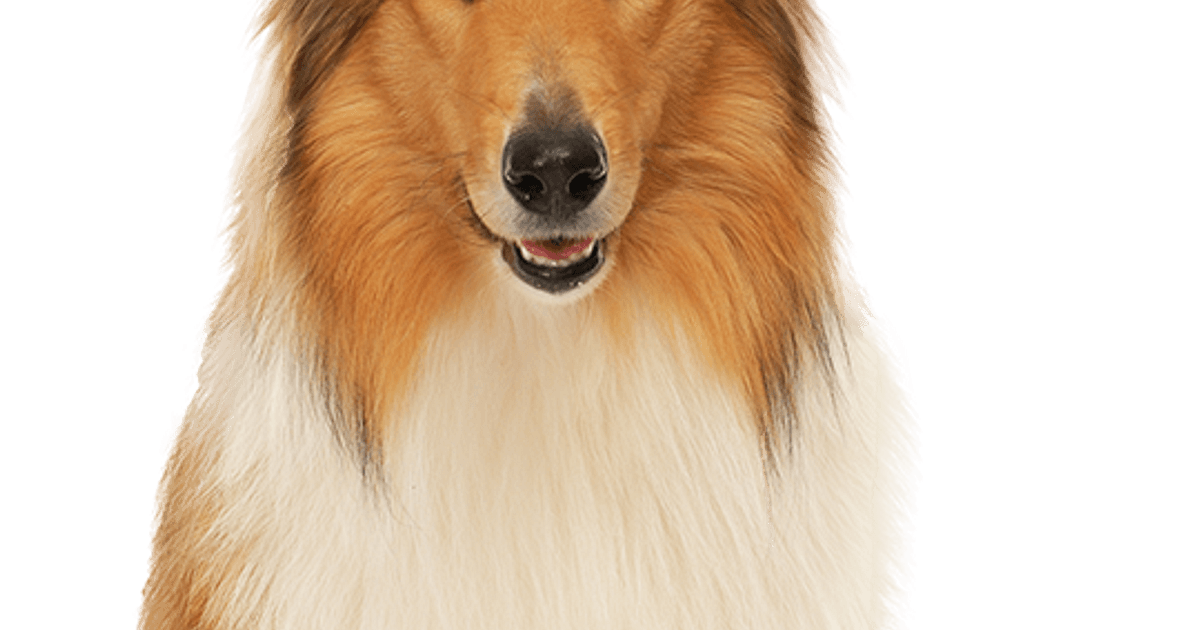 Schotse collie: karakter, verzorging en opvoeding van deze elegante gezinshond